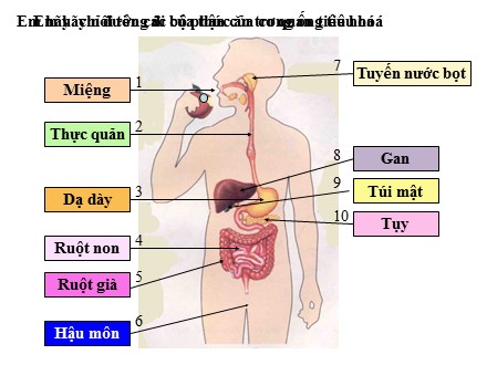 Bài giảng Khoa học Lớp 4 - Tuần 5 - Trường Tiểu học Tây Tựu A