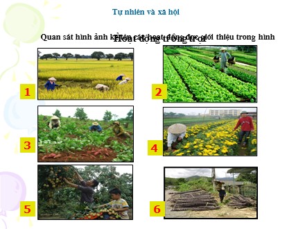 Bài giảng Tự nhiên và Xã hội Lớp 3 - Tuần 15: Hoạt động nông nghiệp - Trường Tiểu học Minh Khai A