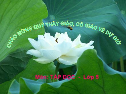 Bài giảng Tập đọc Lớp 5 - Chuyện một khu vườn nhỏ - Trường Tiểu học Cổ Nhuế B