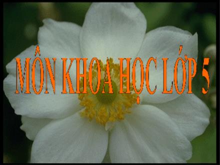 Bài giảng Khoa học Lớp 5 - Chất dẻo - Trường Tiểu học Khương Đình