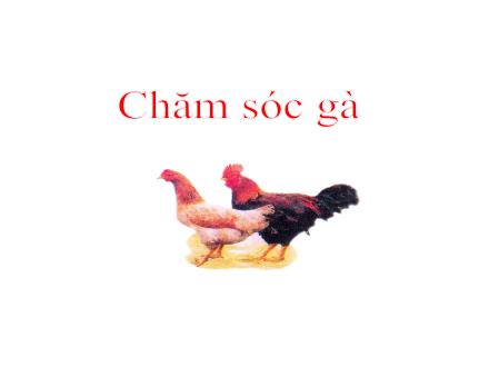 Bài giảng Kĩ thuật Lớp 5 - Chăm sóc gà - Trường Tiểu học Xuân Đỉnh