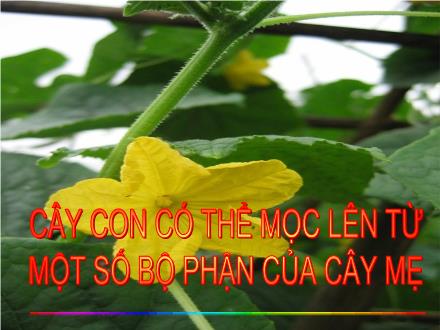 Bài giảng Khoa học Lớp 5 - Bài 54: Cây con có thể mọc lên từ một số bộ phận của cây mẹ - Trường Tiểu học Lưỡng Vượng