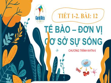 Bài giảng Khoa học tự nhiên Lớp 6 (Cánh diều) - Tiết 1+2, Bài 12: Tế bào–đơn vị cơ sở sự sống