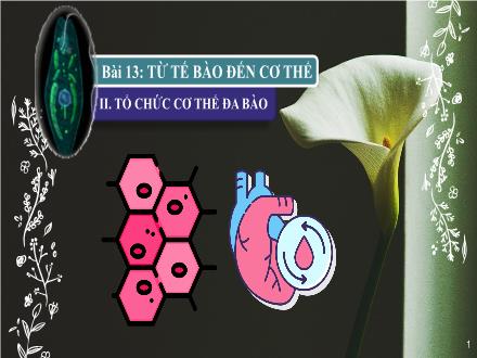 Bài giảng Khoa học tự nhiên Lớp 6 - Phân môn Sinh học - Tuần 4, Tiết 7, Bài 13: Từ tế bào đến cơ thể