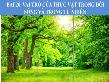Bài giảng Sinh học Lớp 6 -Tuần 16, Tiết 31, Bài 20: Vai trò của thực vật trong đời sống và trong tự nhiên