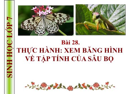 Bài giảng Sinh học Lớp 7 - Bài 28: Thực hành: Xem băng hình về tập tính của sâu bọ