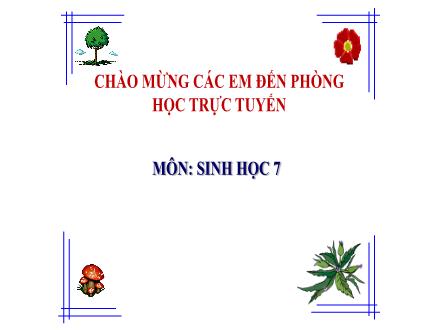 Bài giảng Sinh học Lớp 7 - Chương V: Ngành chân khớp. Lớp giáp xác - Tiết 23, Bài 22: Tôm sông