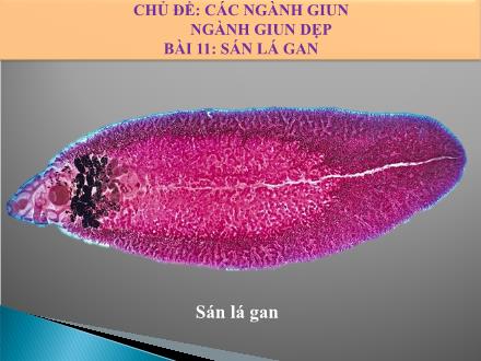Bài giảng Sinh học Lớp 7 - Giáo án Chủ đề: Các ngành giun. Ngành giun dẹp - Bài 11: Sán lá gan