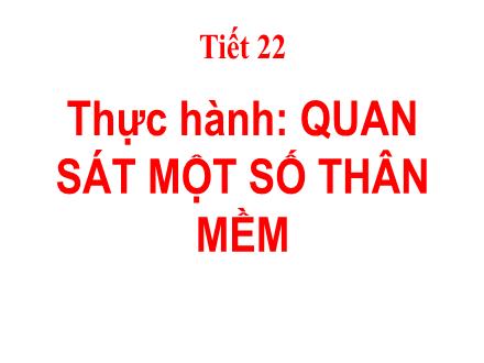 Bài giảng Sinh học Lớp 7 - Tiết 22, Thực hành: Quan sát một số thân mềm