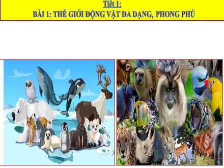 Bài giảng Sinh học Lớp 7 - Tuần 1, Tiết 1, Bài 1: Thế giới động vật đa dạng, phong phú