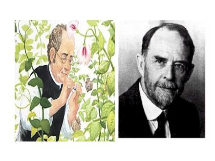Bài giảng Sinh học Lớp 9 - Bài 13: Di truyền liên kết