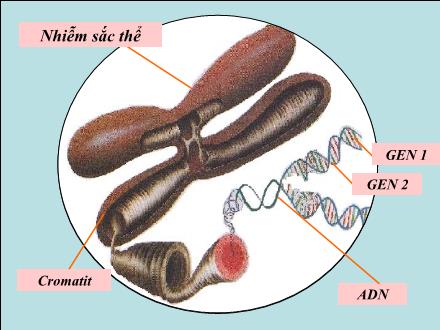 Bài giảng Sinh học Lớp 9 - Chương III: ADN và gen - Tuần 8, Tiết 16, Bài 15: ADN