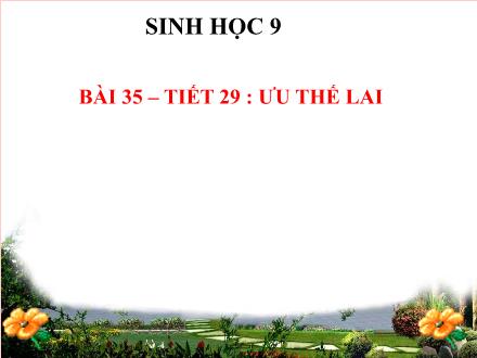 Bài giảng Sinh học Lớp 9 - Tiết 29, Bài 35: Ưu thế lai