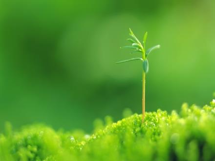 Bài giảng Âm nhạc 7 - Bài: Nhạc cục thể hiện giai điệu, kèn phím