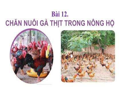 Bài giảng Công nghệ 7 (Kết nối tri thức) - Bài 12: Chăn nuôi gà thịt trong nông hộ