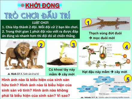 Bài giảng Khoa học tự nhiên 7 - Bài 33: Sinh sản hữu tính ở sinh vật