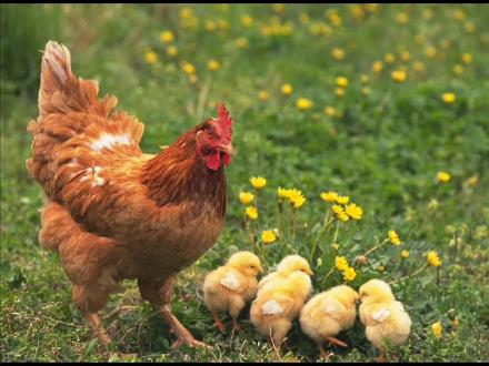 Bài giảng Tiếng Việt 1 - Bài 6: Du lịch biển Việt Nam